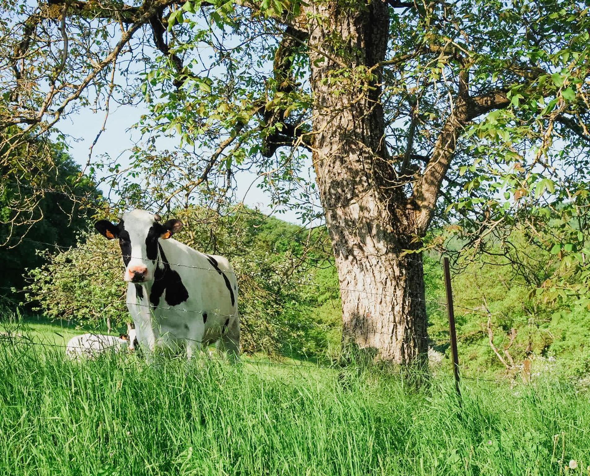 B&B Roudenhaff Echternach Exteriér fotografie